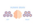 Human brain divide into left and right hemispheres for control of the body and behavior. Royalty Free Stock Photo