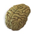 Human brain Royalty Free Stock Photo