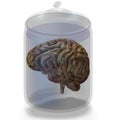 Human brain Royalty Free Stock Photo