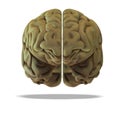 Human brain Royalty Free Stock Photo
