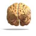 Human brain Royalty Free Stock Photo