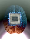 Human brain anatomical model with CPU processor microchip