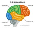 Human Brain Anatomy Composition