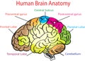 Human brain anatomy creativity illustration work on isolated