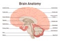 Human brain anatomy. Cross section structure of the main nervous system