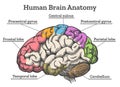 Human brain anatomy diagram Royalty Free Stock Photo