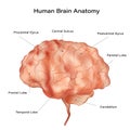 Human brain anatomy diagram. Sections of head brain isolated on white background. vector illustration Royalty Free Stock Photo