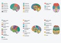 Human brain anatomy, Royalty Free Stock Photo
