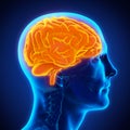 Human Brain Anatomy Illustration Royalty Free Stock Photo