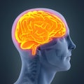 Human Brain Anatomy Illustration Royalty Free Stock Photo