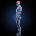 Human Brain with anatomy lateral view Royalty Free Stock Photo