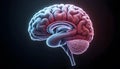 Human Brain Anatomy Pink and Blue Glowing on Dark Background Royalty Free Stock Photo