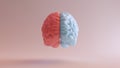 Human Brain Anatomy Red Blue Feminine Masculine Hemispheres Mind Science Creative Idea Front View