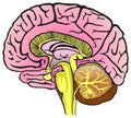 Human Brain Anatomy Sagittal Section Infographic Diagram