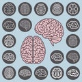 Human brain anatomy. Set of multiple views. Left Brain versus Right Brain.