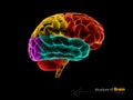 Human brain, anatomy structure. Human brain anatomy 3d illustration.