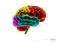 Human brain, anatomy structure. Human brain anatomy 3d illustration. isolated white Royalty Free Stock Photo