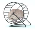 Human brain with arms and legs in hamster wheel