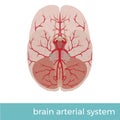 Human brain arterial system Royalty Free Stock Photo