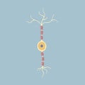 Human Brain bipolar neuron nerve cell. Synapses, myelin sheat, cell body, nucleus, axon and dendrites. Neurology