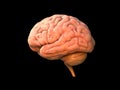 Human brain anatomy Royalty Free Stock Photo