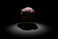 human brain on a black background with a white backlight beam and shadow. 3D render Royalty Free Stock Photo