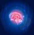 Human brain on a blue background Royalty Free Stock Photo