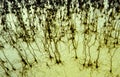 Human brain cells silvering