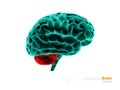 Human brain, cerebelum, anatomy structure. Human brain anatomy 3d illustration. isolated withe