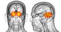 human brain cerebrum