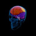 Human brain Royalty Free Stock Photo