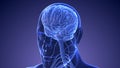 Medical concept of the human brain