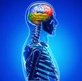 Human brain Royalty Free Stock Photo