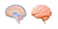 Human brain cross section diagram. 3d render Royalty Free Stock Photo