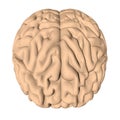 Human brain 3D render Royalty Free Stock Photo