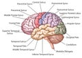 Human brain / descriptions