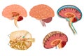 Human brain detailed anatomy Royalty Free Stock Photo