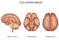 Human brain detailed anatomy