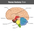 Human Brain detailed anatomy. Vector Medical Royalty Free Stock Photo