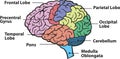 Vector Human Brain Diagram: An Accurate Representation of the Brain\'s Anatomy