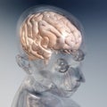 Human Brain