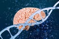 human brain, dna structure helix, deoxyribonucleic acid, nucleic molecules, neural connections, genome research, development Royalty Free Stock Photo
