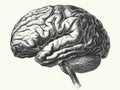 Human brain engraving vector illustration. Hand drawn sketch of human brain. Generative AI Royalty Free Stock Photo