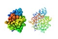 Human brain fatty acid binding protein oleic acid. Molecular models. Rainbow coloring from N to C. 3d illustration