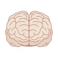 Human brain in flat style. Vector illustration. Front view. Royalty Free Stock Photo