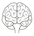 Human brain front view. Line illustration