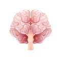 Human brain in front view. Vector illustration Royalty Free Stock Photo