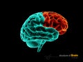 Human brain, frontal lobe anatomy structure. Human brain anatomy 3d illustration.
