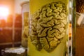 Human brain in glass jar with formaldehyde for medical studies Royalty Free Stock Photo