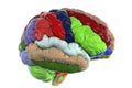 Human brain with gyri highlighted in different colors